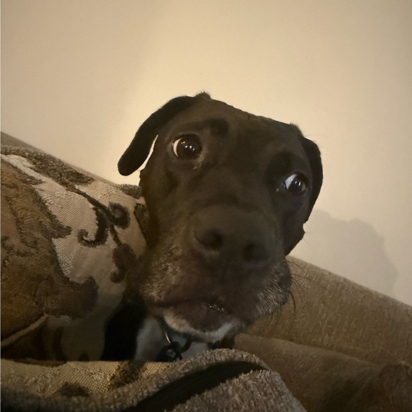 jmf829